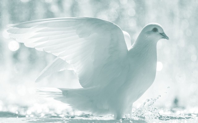 black-and-white-picture-of-a-white-dove2.jpg